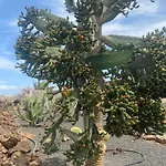 Casa Estela * Villaverde (Fuerteventura)