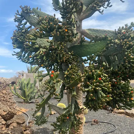 Casa Estela * Villaverde (Fuerteventura)